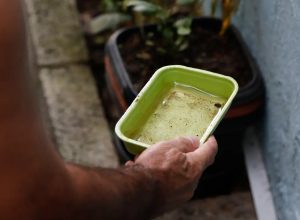 el-nino-pode-aumentar-casos-de-chikungunya-e-dengue-no-brasil