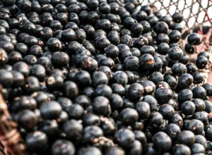 china-facilita-exportacao-de-polpas-e-frutas-congeladas-brasileiras