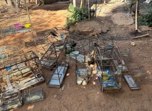 prefeitura-apreende-20-aves-silvestres-em-aparecida-de-goiania
