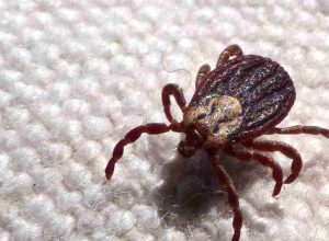 sp-registra-18-mortes-por-febre-maculosa-em-19-casos-confirmados