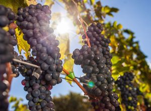 festa-das-colheitas-celebra-150-anos-da-imigracao-italiana-no-brasil