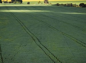 senado-aprova-plano-para-fabricacao-de-fertilizantes-no-brasil