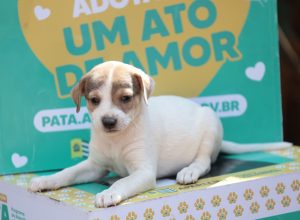 aparecida-promove-feira-com-15-caes-para-adocao-neste-sabado-(15/8)