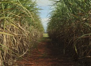 safra-de-cana-de-acucar-deve-crescer-4,7%-em-relacao-ao-ano-de-2025