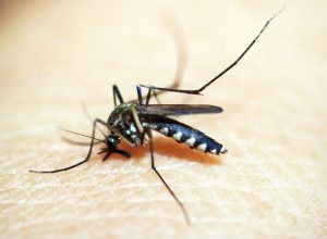 dengue:-brasil-ultrapassa-meio-milhao-de-casos-provaveis-este-ano