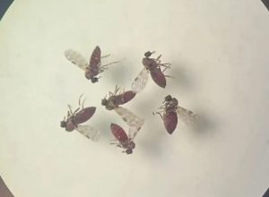 pesquisa-mostra-influencia-de-eventos-climaticos-em-surto-de-oropouche