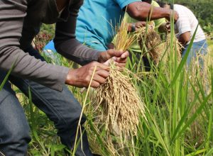 arroz-produzido-por-quilombolas-abastece-cozinha-solidaria-em-sergipe