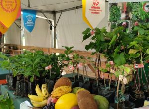 feira-da-reforma-agraria-oferece-alimentos-produzidos-por-acampamentos