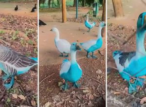 jundiai-apura-vazamento-de-corante-que-tingiu-aves-em-parque