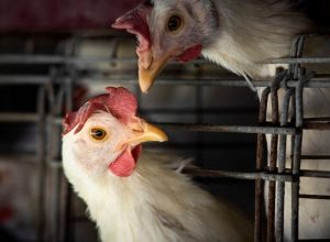 fao:-caso-de-gripe-aviaria-no-brasil-marca-nova-etapa-do-virus